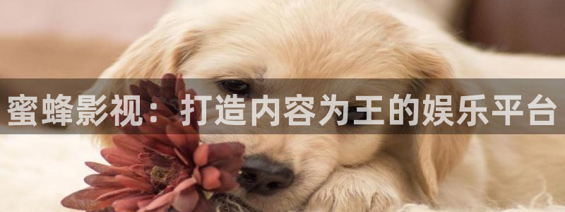 黑蚂蚁视频在线看电视剧：蜜蜂影视：打造内容为王的娱乐平台